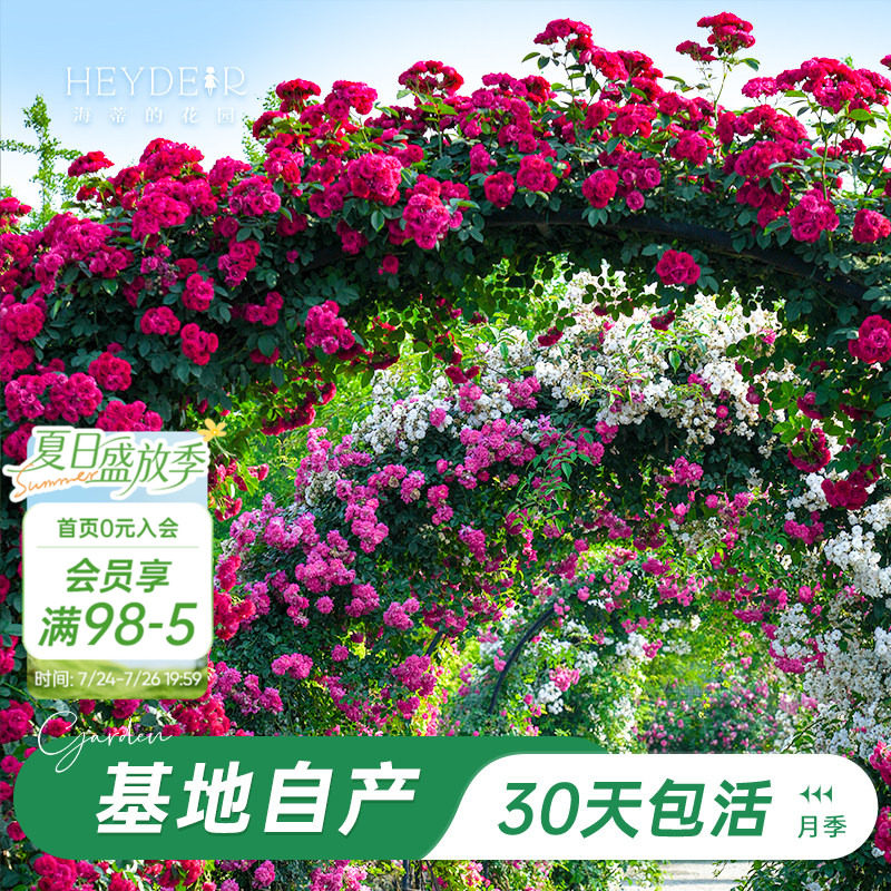 海蒂的花园旗舰店爬藤月季长藤苗花卉盆栽大苗蓝色阴雨藤本植物