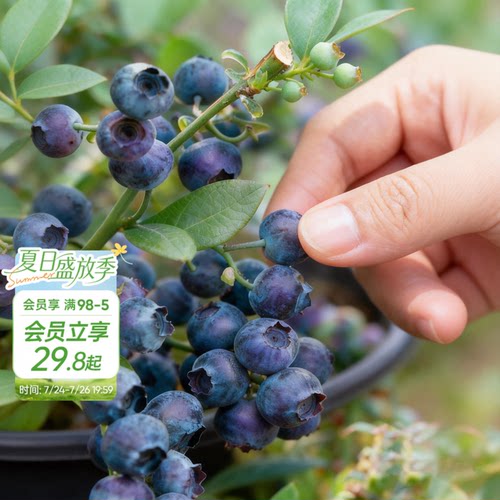 海蒂的花园旗舰店蓝莓树果苗北方可种绿植庭院盆栽蓝莓树果苗阳台