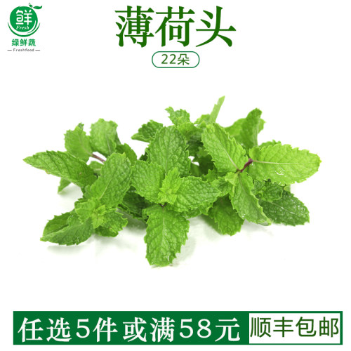 薄荷头新鲜食用水果茶蛋糕点缀装饰花草调酒莫吉托薄荷叶西餐摆盘