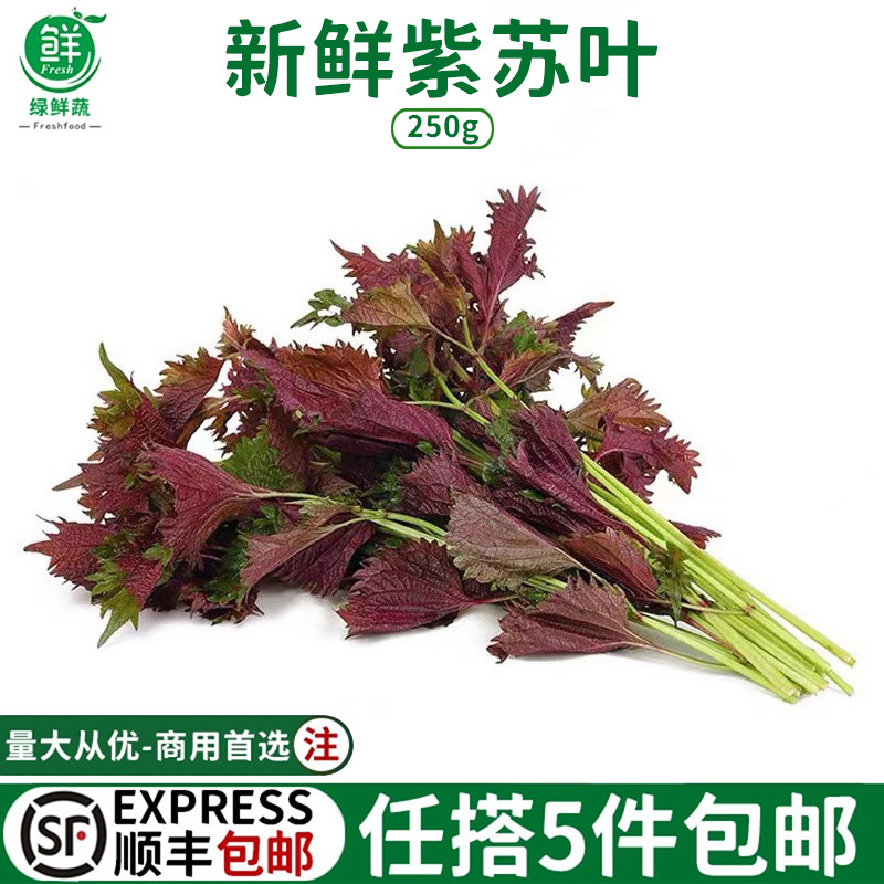 新鲜紫苏叶 做鱼去腥绝配菜 食用农家自种现摘苏子叶500克料理