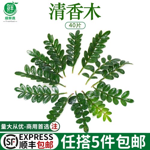 新鲜清香木叶子蛋糕装饰饮品烘培西餐日料酒楼摆盘点缀花草胡椒木