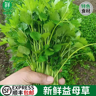 益母草新鲜蔬菜坤草野菜女性修养生理期需要潮汕煲汤炒菜当季 500g