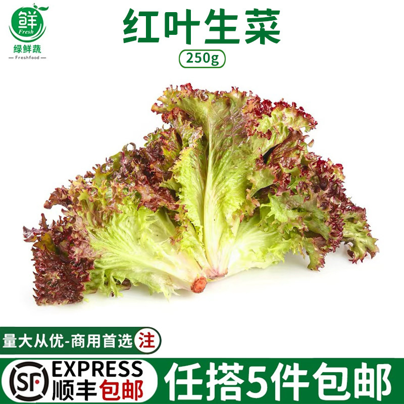 新鲜红叶生菜清洗西餐沙拉蔬菜凉拌健身食材罗莎红紫叶蔬菜沙拉菜