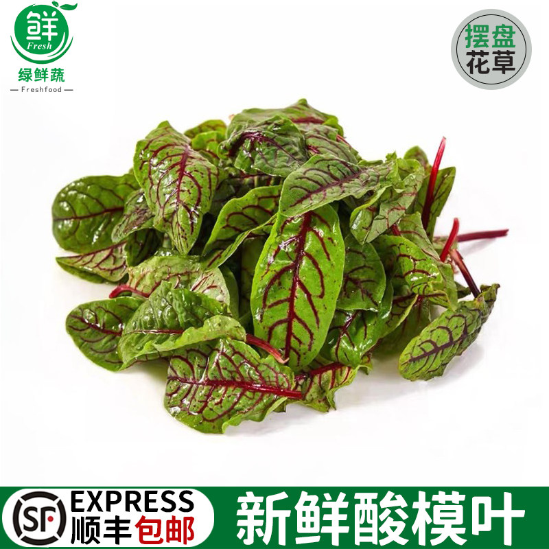 新鲜酸模叶 食用红酸膜草酸膜叶酒店西餐日料摆盘装饰花草沙拉菜