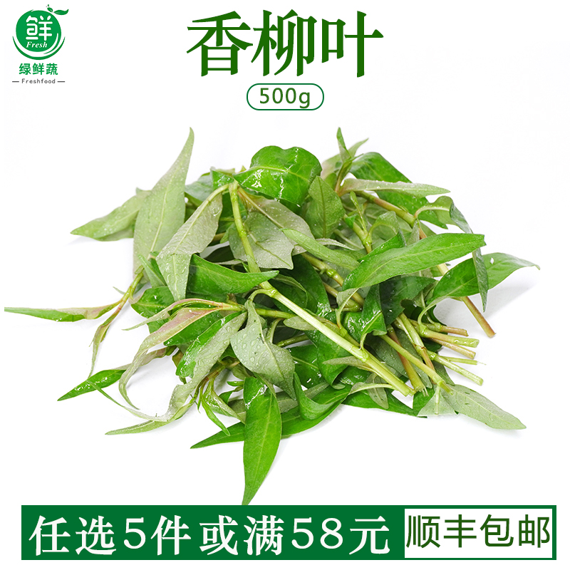 香柳叶新鲜叻沙叶香料菜拉萨叶拉莎叶鱼生香菜调味调料火锅配菜