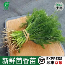 茴香菜新鲜现摘茴香苗带根500g包饺子馅料农家小茴香菜新鲜蔬菜