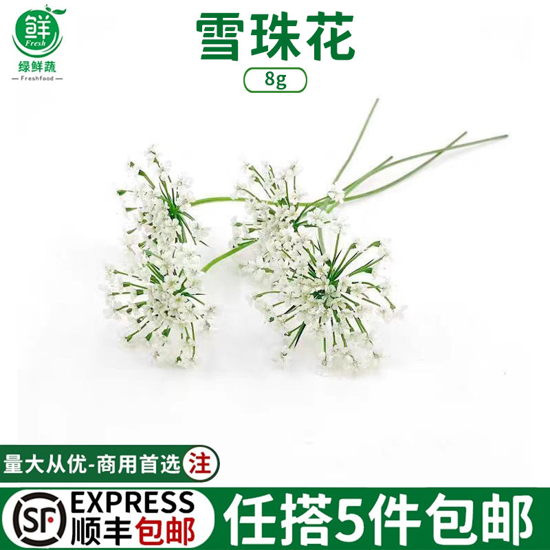 新鲜雪珠花蕾丝花白雪花鲜花西餐蛋糕烘调酒菜品摆盘点缀装饰花草