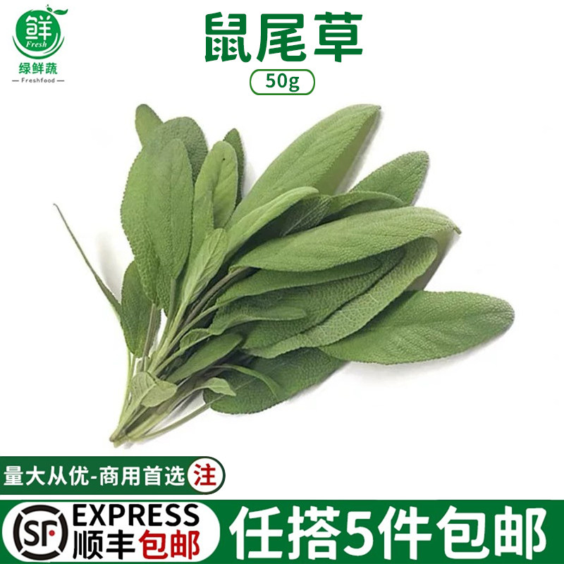 新鲜鼠尾草南丹参山艾Sage食用西餐特色香草提香增味香料调味叶子