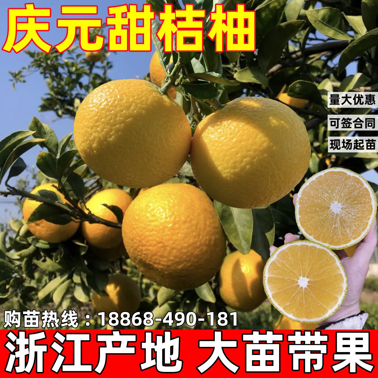 高糖建阳甜桔柚苗庆元甜桔柚树苗甜橘柚黄金柑苗庭院种植当年结果