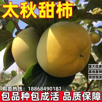 太秋甜柿树苗南北方地栽水果柿子苗盆栽嫁接脆柿子树果苗当年结果