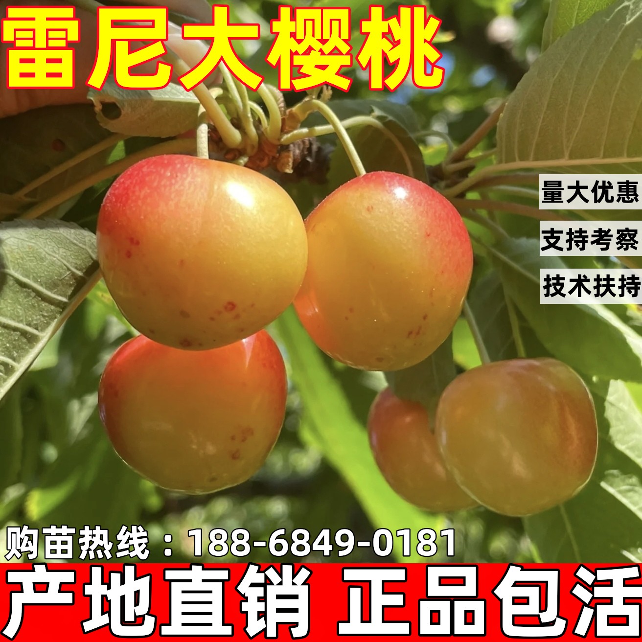 雷尼尔大樱桃苗南北方地栽车厘子树苗盆栽雷尼樱桃树苗当年结果
