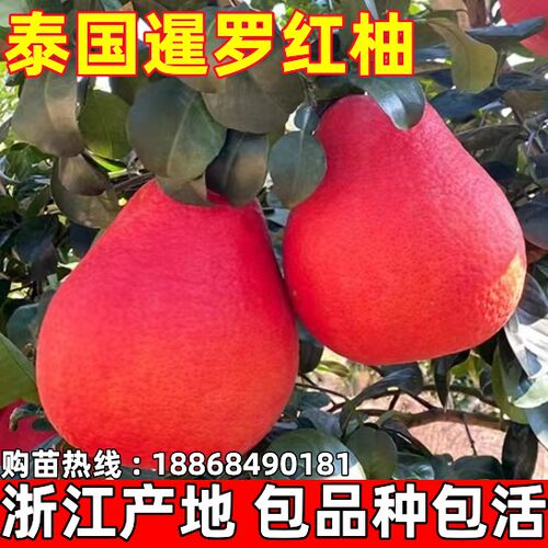 泰国暹罗香水红柚三红柚嫁接苗柚子树新品种红心纯甜水果当年结果