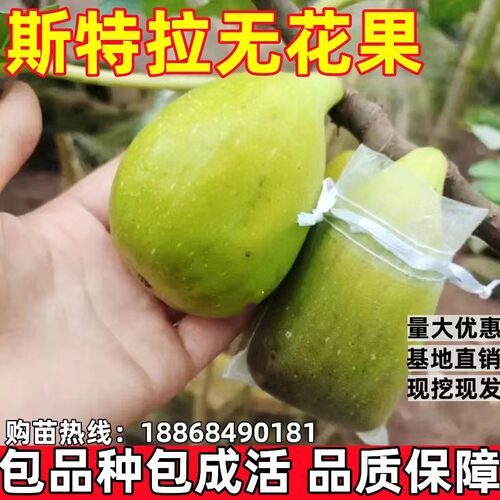 斯特拉无花果苗南北方庭院地栽特大果树阳台盆栽嫁接耐寒当年结果
