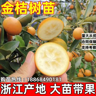 四季金桔树苗大果脆皮金桔苗庭院地栽阳台盆栽蜜糖金桔苗当年结果