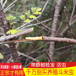 正宗斗米虫/带树枝野生活体斗米虫/倒督黄狼虫/黄寮狼虫/云实蛀虫