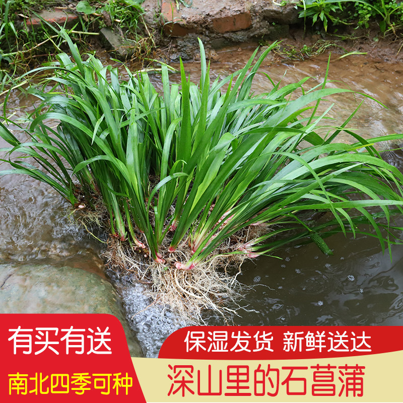 石菖蒲绿植盆景水培植物水养新鲜室内外水草族吸水石鱼缸造景石头