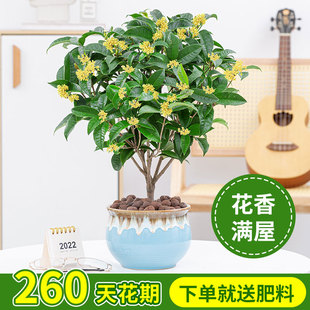 四季桂花盆栽花卉植物室内开花不断浓香月桂阳台庭院好养老桩树苗