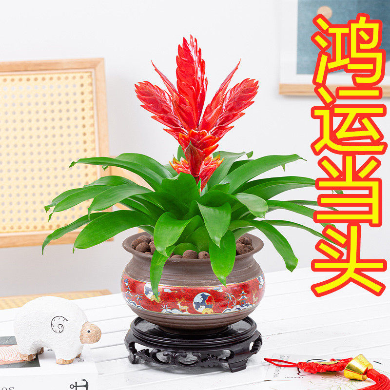 鸿运当头盆栽花卉植物室内花招财手年宵花四季开花绿植好养红玉扇