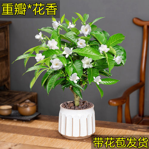 丁香花盆栽带花苞好养四季开花