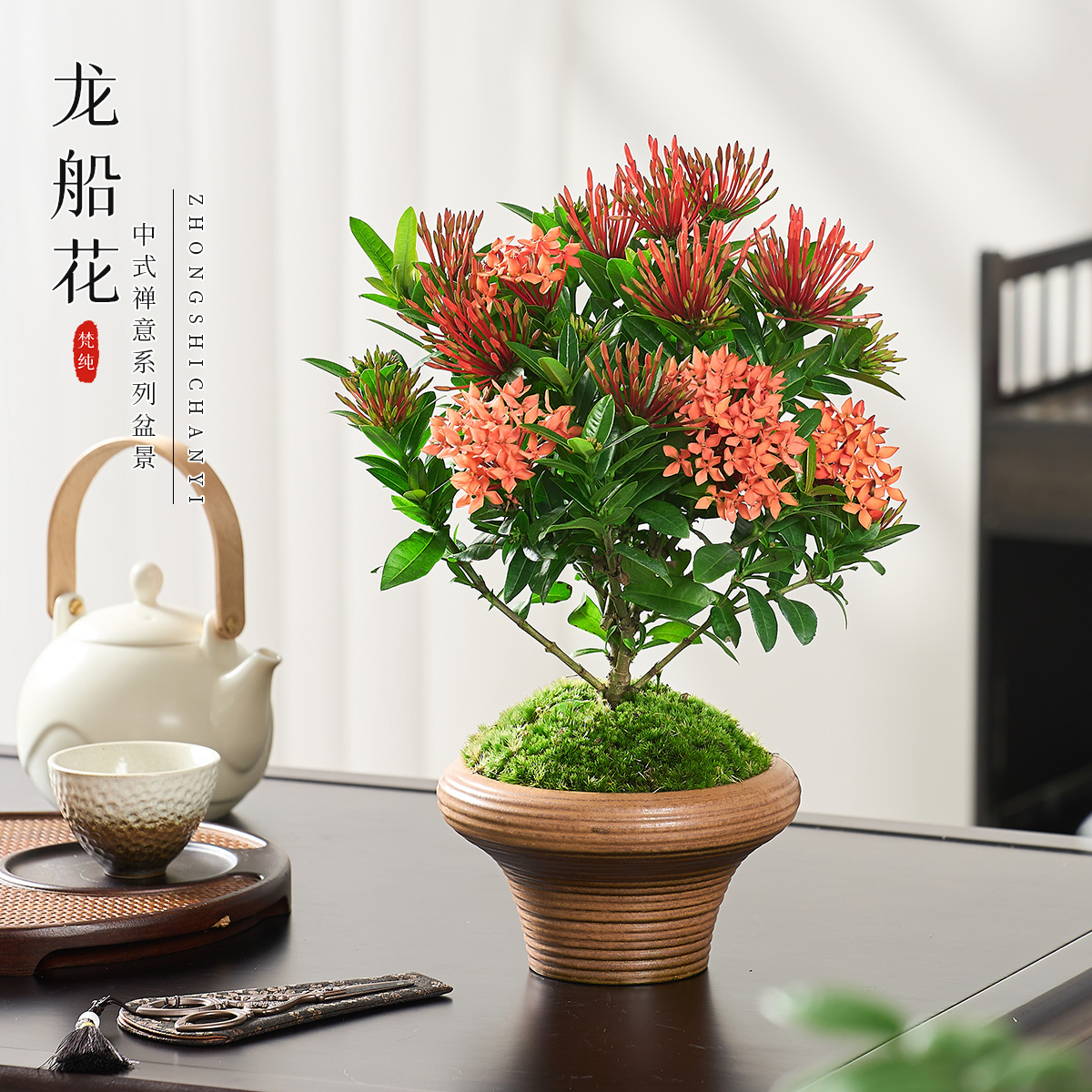 龙船花盆栽花卉植物室内花办公室阳台庭院绿植绣球花木本老桩盆景