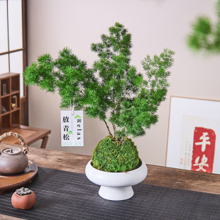 蓬莱松盆栽苔藓球水培植物办公室内绿植放轻松好养属猴旺宅招财