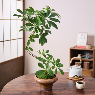 造型鸭脚木盆栽老桩苔藓球水培植物办公室内桌面阳台庭院盆景好养