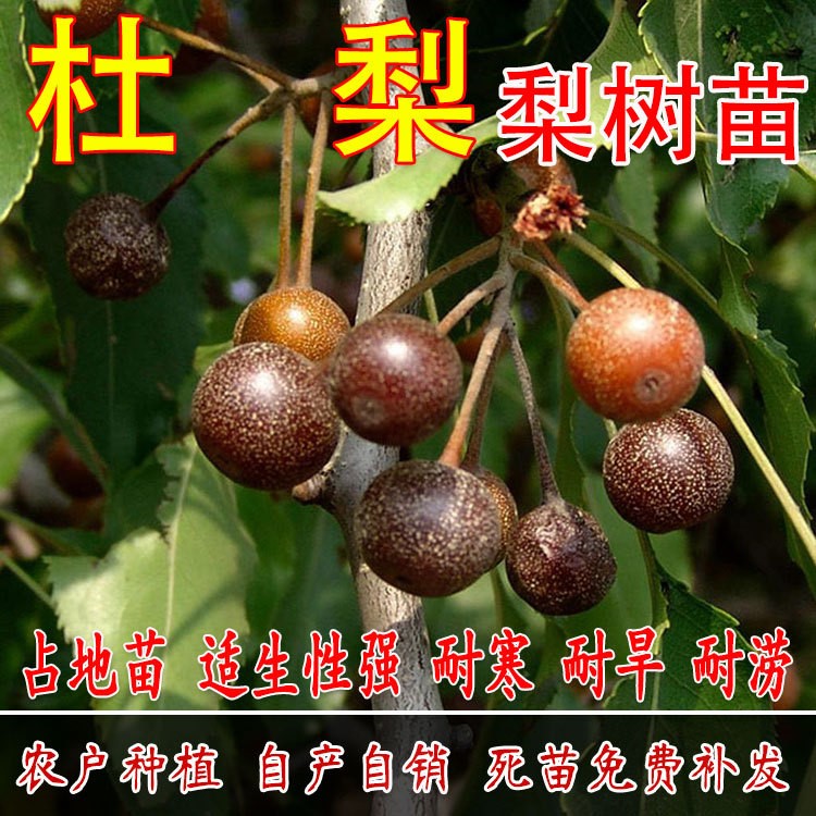 杜梨树苖 海棠梨树嫁接苖 灰梨苖南北方种植盆栽当年结果树苖