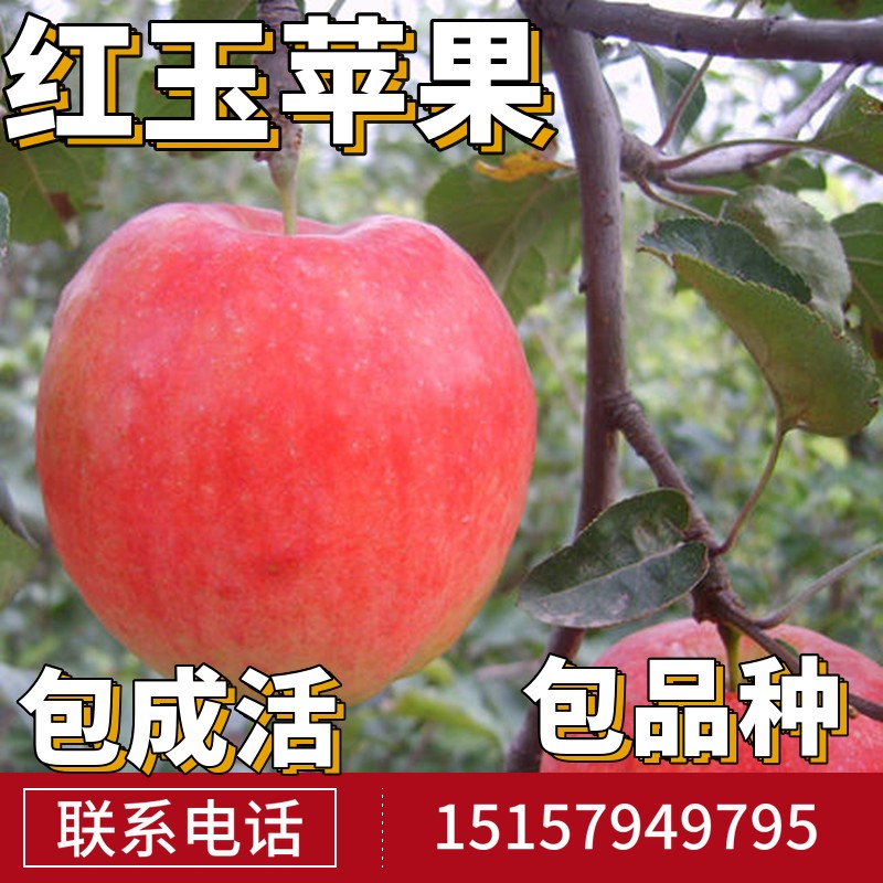 红玉苹果苖南北方庭院种果树阳台盆栽嫁接甜脆红将军
