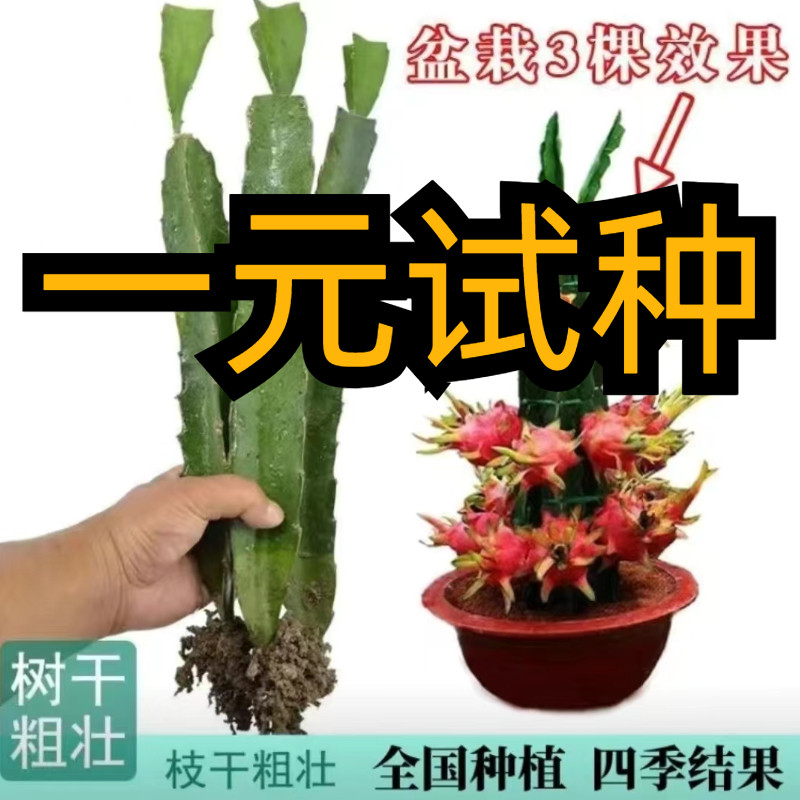 红心火龙果苗树盆栽地栽庭院阳台南北方四季种植果树苗当年结果