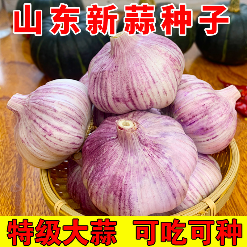 2023山东大蒜种籽干蒜头新蒜5斤紫红皮金乡太空高产特大种子批发高性价比高么？