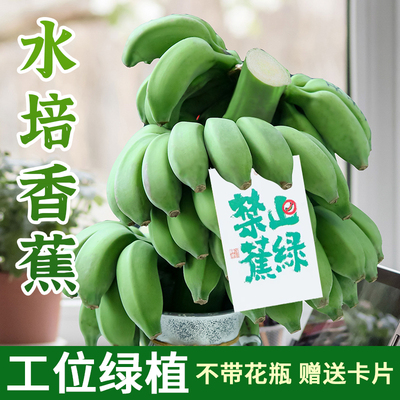 整串禁止蕉绿水培香蕉拒绝焦虑芭蕉新鲜10斤办公室静止水养小米蕉