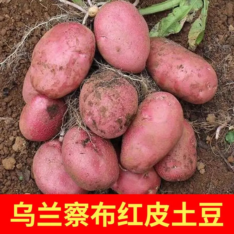 25年内蒙古乌兰察布土豆后旗红土豆红皮黄心土豆沙面现挖现发9斤