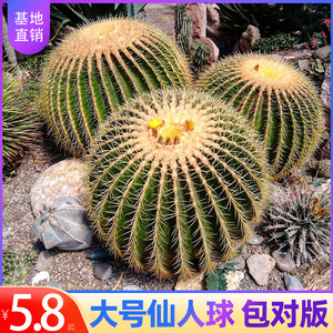 大号仙人球室内盆栽植物花卉金虎四季开花多肉植物仙人掌大颗金冠