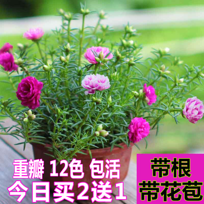 太阳花盆栽好养植物耐旱