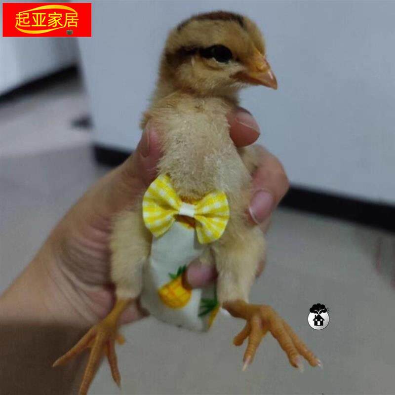 小鸡尿不湿鸡用纸尿裤屁股兜防乱拉小鸭子宠物尿不湿宠物鸡衣服
