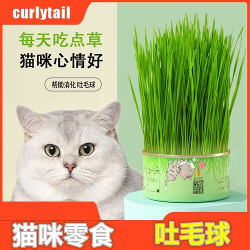 懒人吐毛球猫零食水培猫草