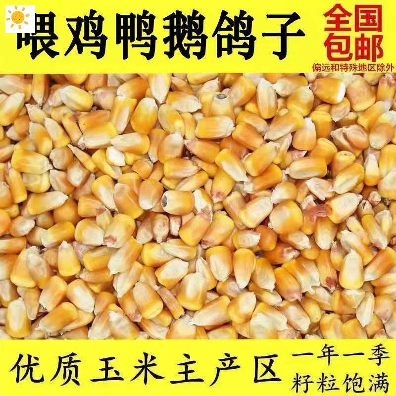 50斤1東北玉米粒雞鴨飼料
