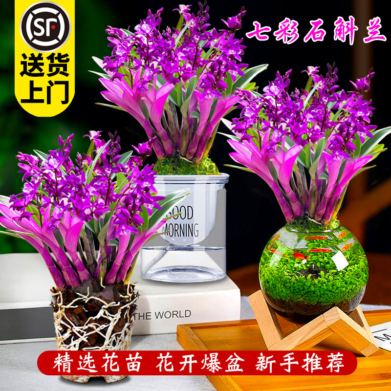 七彩香水石斛兰花四季兰好养绿植浓香型石斛冬带花绿植净化空气