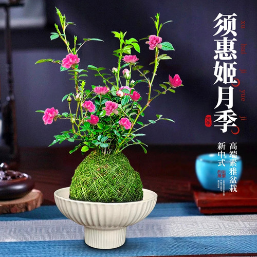 水中美人苔藓球带花小盆栽