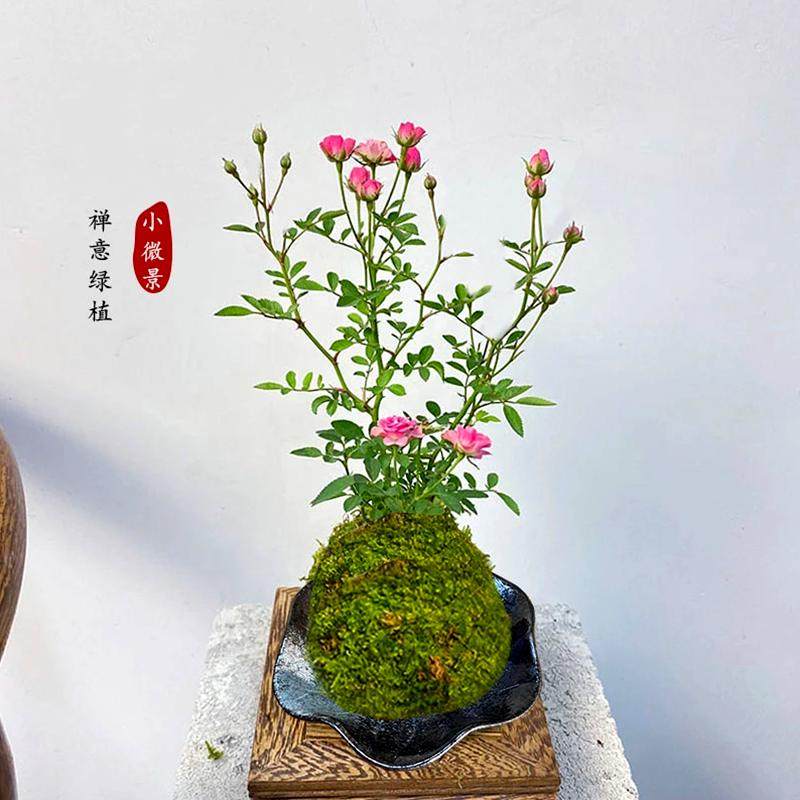 水中美人苔藓球带花小盆栽四季兰迷你超微月季玫瑰姬月季阳台