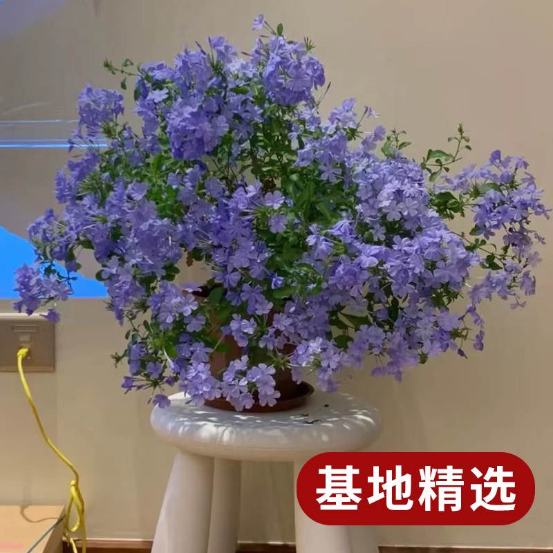 玛格丽特花苗盆栽鲜花绿植物室内花卉阳台庭院四季开花好养活蓝雪