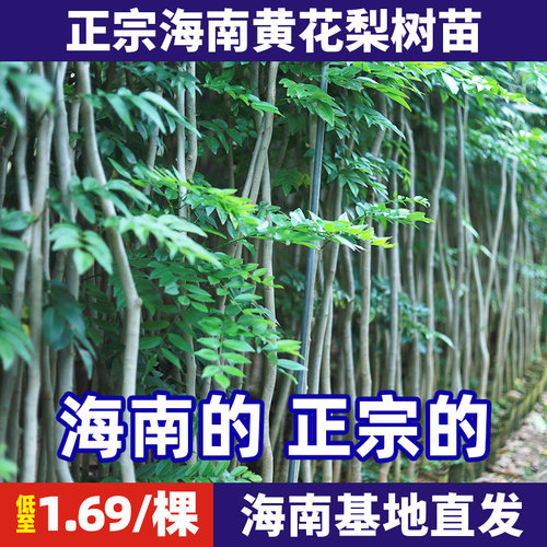 正宗海南黄花梨红木树苗特大名贵沉香苗木海黄花梨苗绿化盆栽地栽