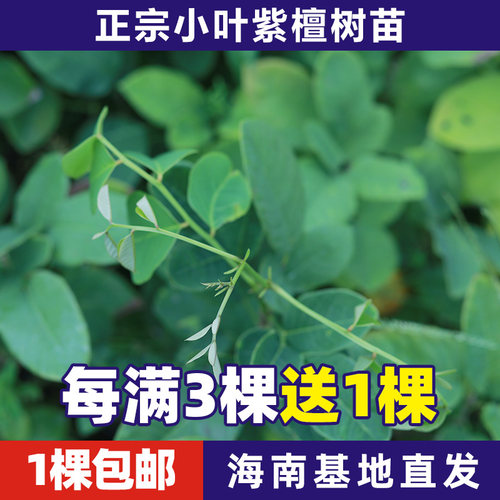 正宗珍稀名贵红木特价小叶紫檀