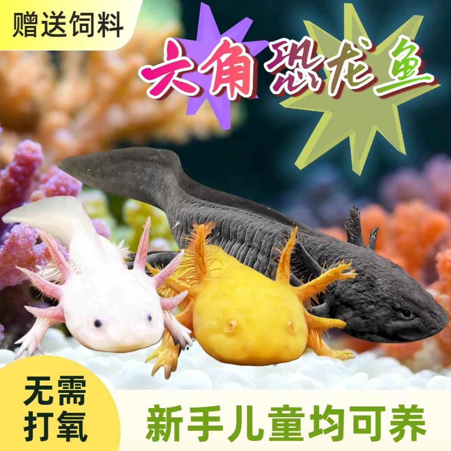 六角恐龙鱼水族淡水观赏鱼冷水宠物活体小娃娃鱼新手好养耐活
