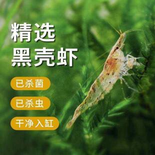 血腥玛丽观赏虾黑壳虾除藻虾极火虾红色虾烤漆虾工具虾淡水虾