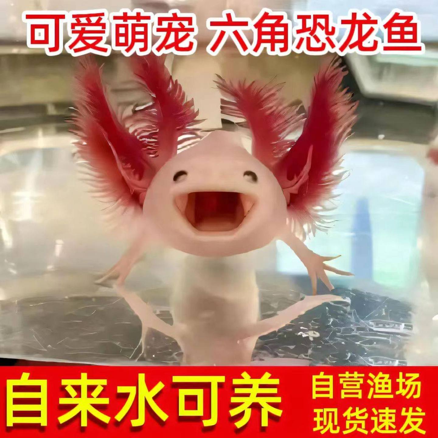 六角恐龙鱼观赏鱼宠物六角龙鱼冷水鱼不加温网红鱼好养易活