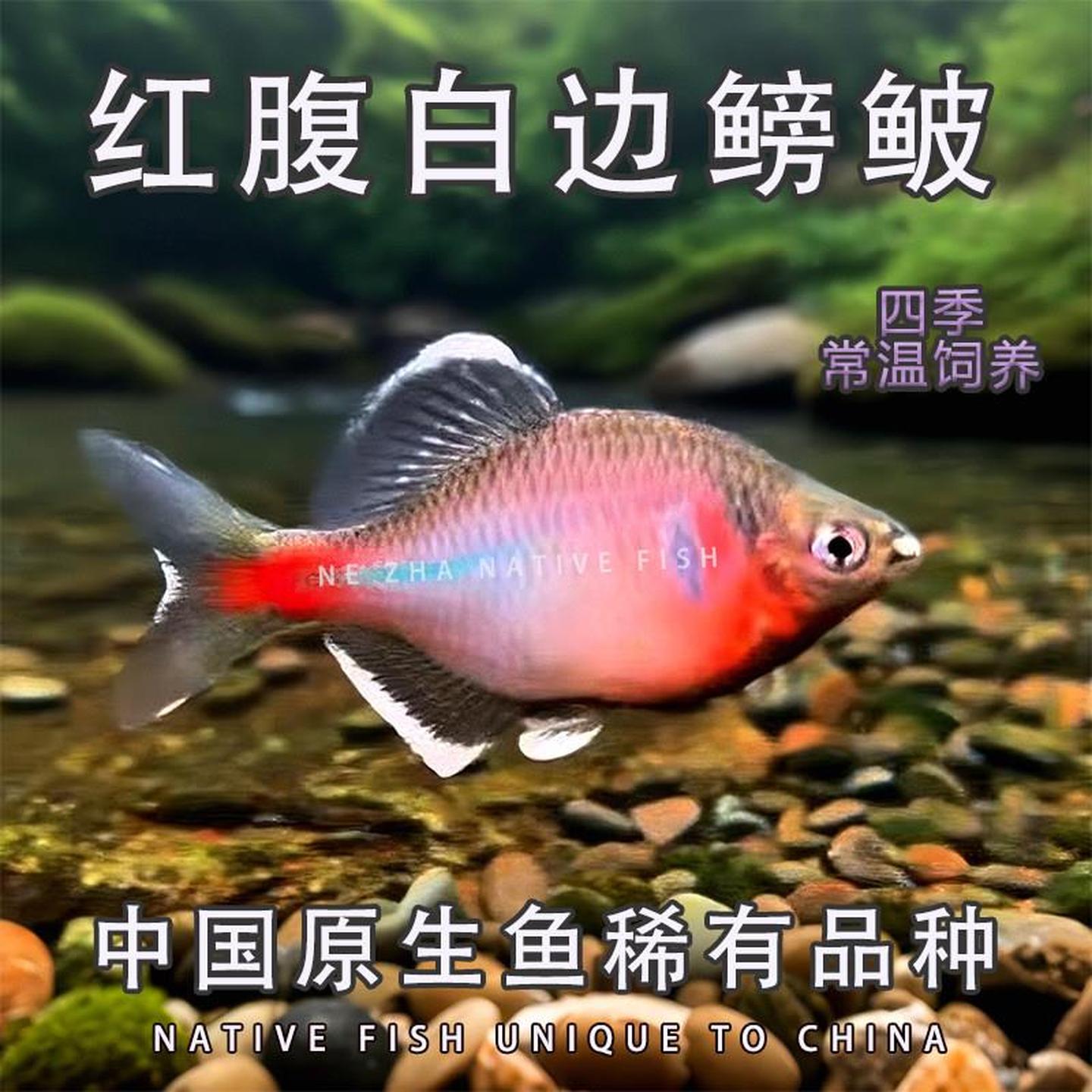 景德镇红腹白边鳑鲏原生公鱼冷水观赏鱼溪流发色旁皮群游淡水