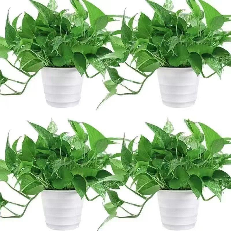 黄金葛发财树小盆栽 办公室净化空气绿植花卉盆栽水培植物观叶植