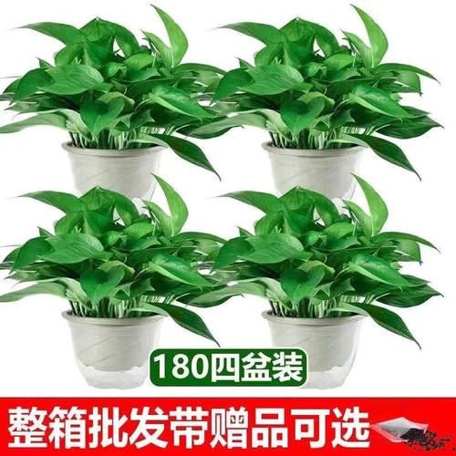绿萝盆栽室内花卉植物除甲醛净化