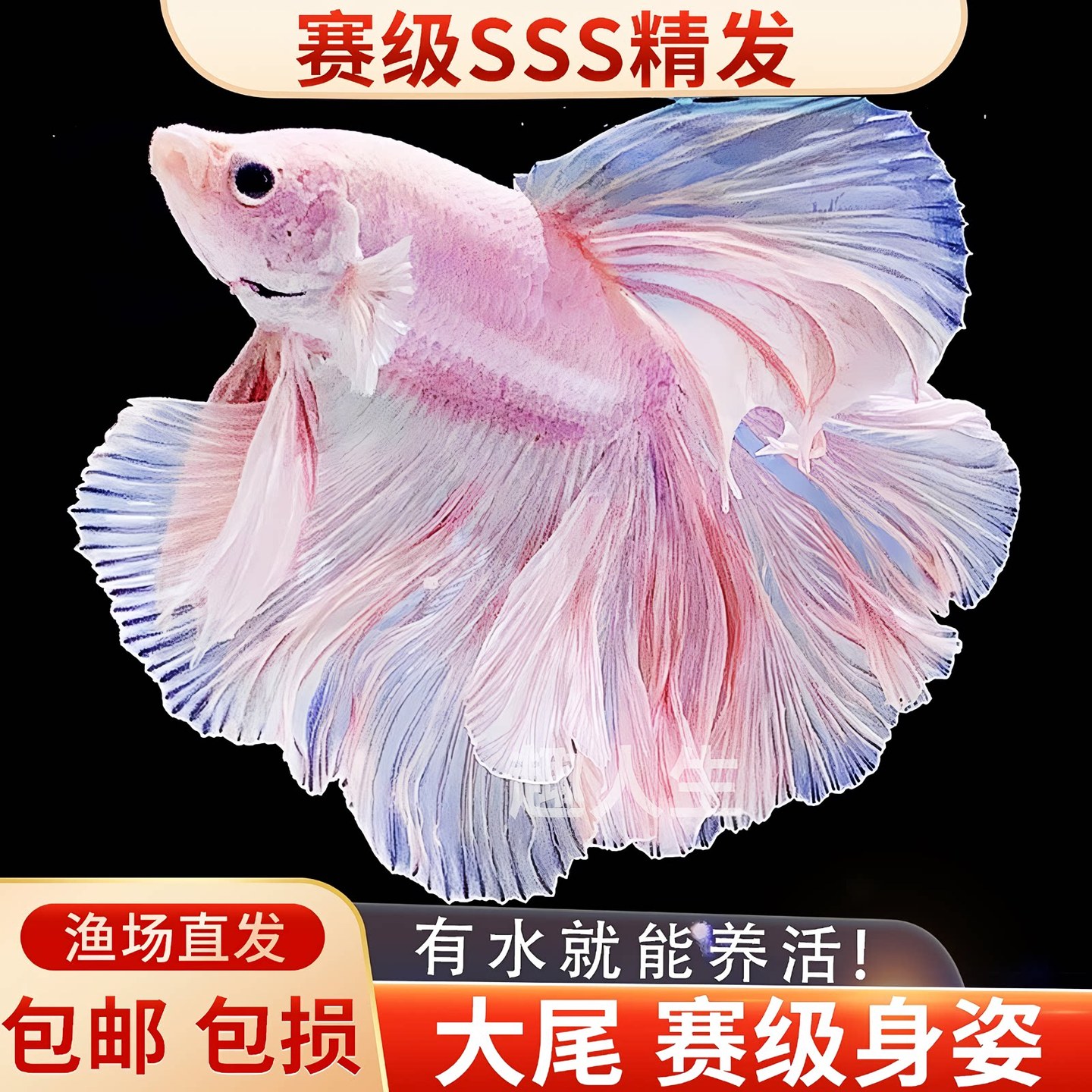 进口泰国斗鱼马尾狮王半月母斗鱼观赏鱼热带鱼活体宠物淡水免打氧
